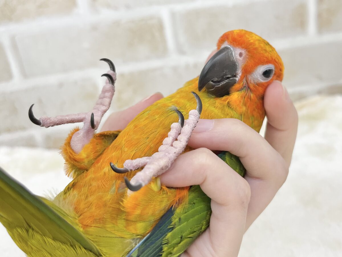 【🆙最新画像あり‼️】べったり甘えん坊ちゃん🦜🧡💛 コガネメキシコインコ コガネメキシコインコ