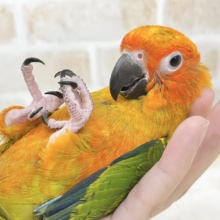 【🆙最新画像あり‼️】べったり甘えん坊ちゃん🦜🧡💛　コガネメキシコインコ
