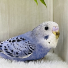 最新画像有ります❗️あと1羽⭐️クールにキメちゃお✩.*˚セキセイインコブルーチーム💙