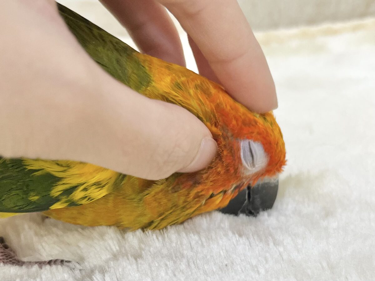 【🆙最新画像あり‼️】べったり甘えん坊ちゃん🦜🧡💛 コガネメキシコインコ コガネメキシコインコ