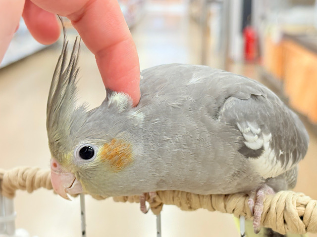 少しずつ仲良くなろうね~♩♩オカメインコ(ノーマル) 少しずつ仲良くなろうね~♩♩オカメインコ(ノーマル)