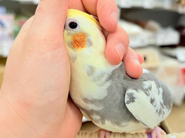【動画更新🪄】触れ合うほどにゼロ距離になる🐥💖オカメインコ(パイド) 【動画更新🪄】触れ合うほどにゼロ距離になる🐥💖オカメインコ(パイド)
