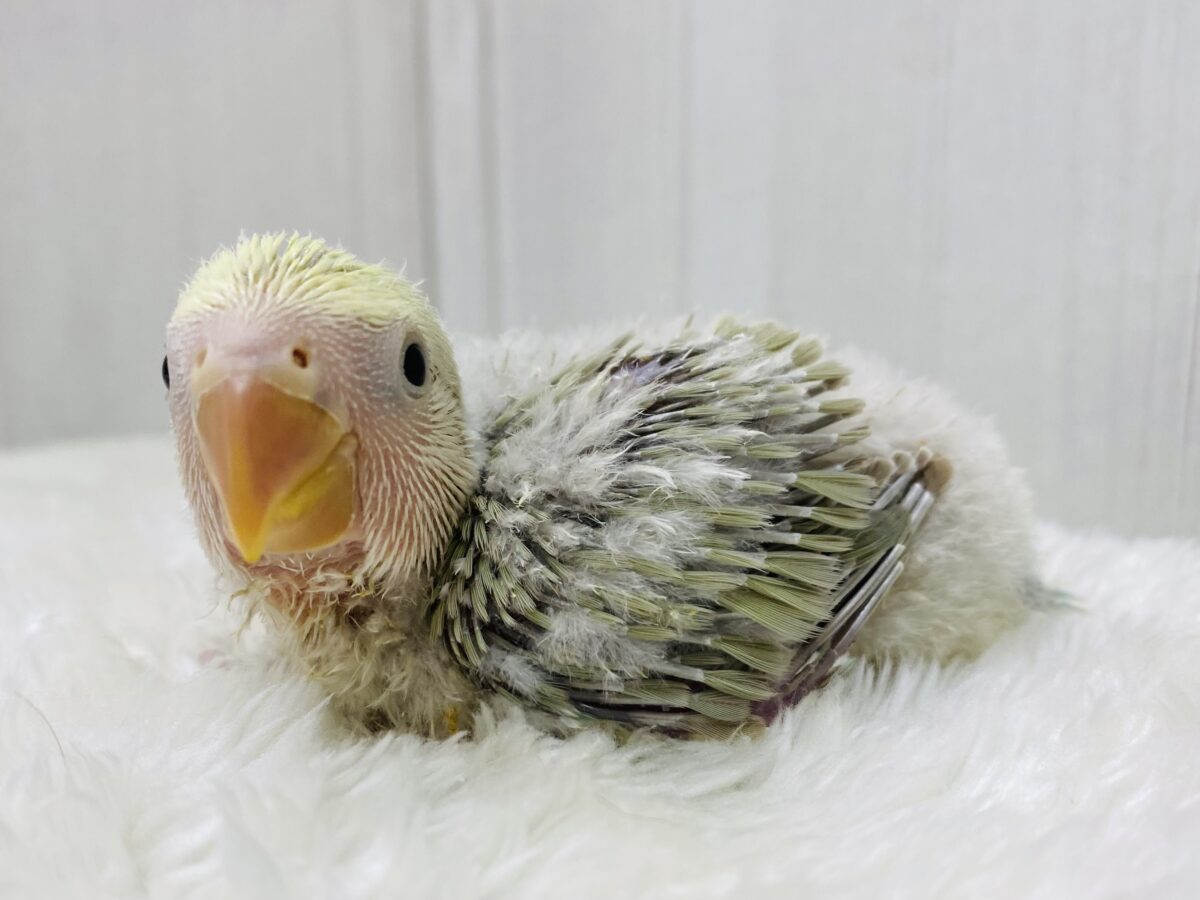 淡めな雰囲気〜🫧楽しみたくさんっ⭐️コザクラインコ
