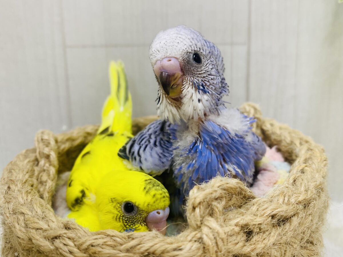 見た目も性格も正反対⁉️賑やか✨セキセイインコ