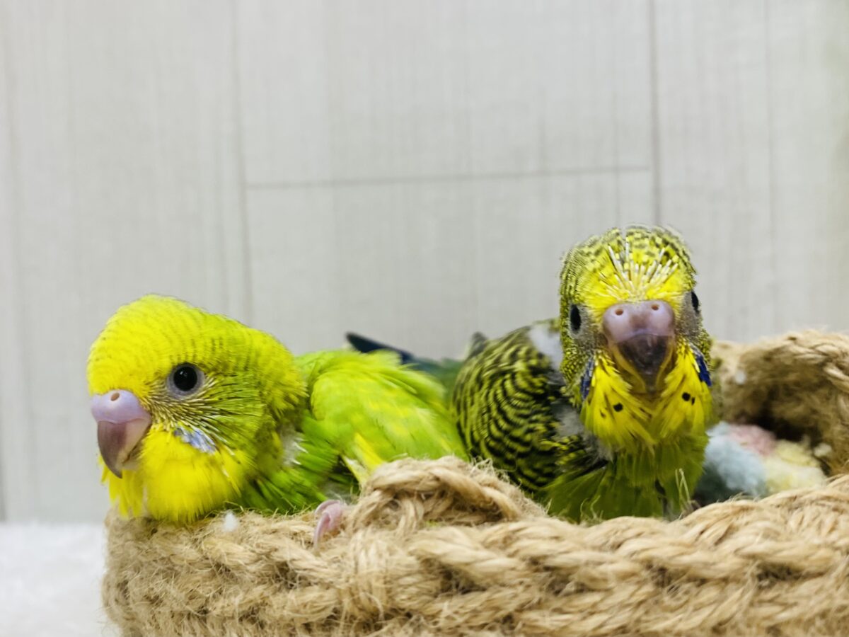 🍀グリーンチームではい、ちーず📷✨セキセイインコ(スパングル・ノーマル)