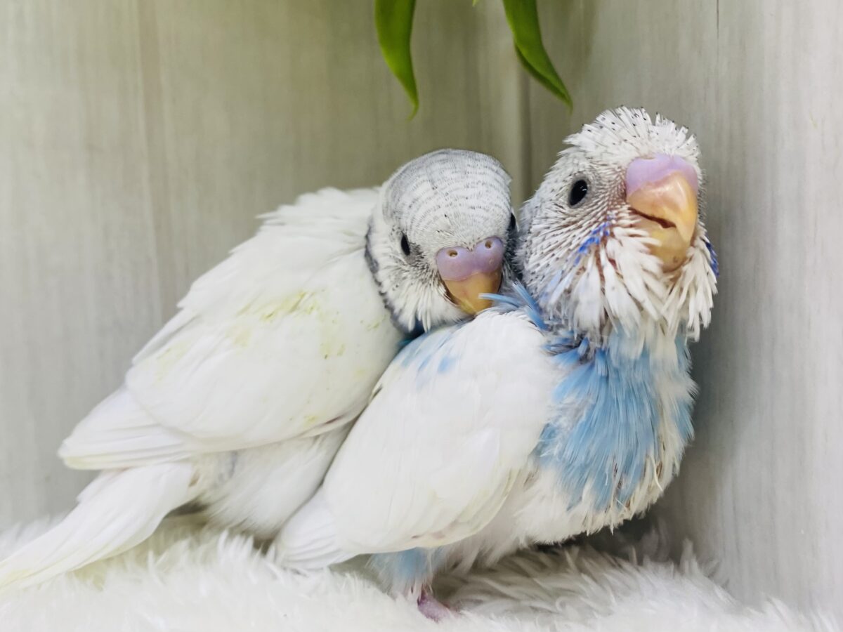 あと1羽！いつでもギュッと寄り添っちゃう🩵セキセイインコパイドチーム✨