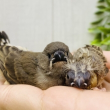 あと１羽❗️もふもふっと成長中🌼キンカ鳥ヒナちゃんず💗