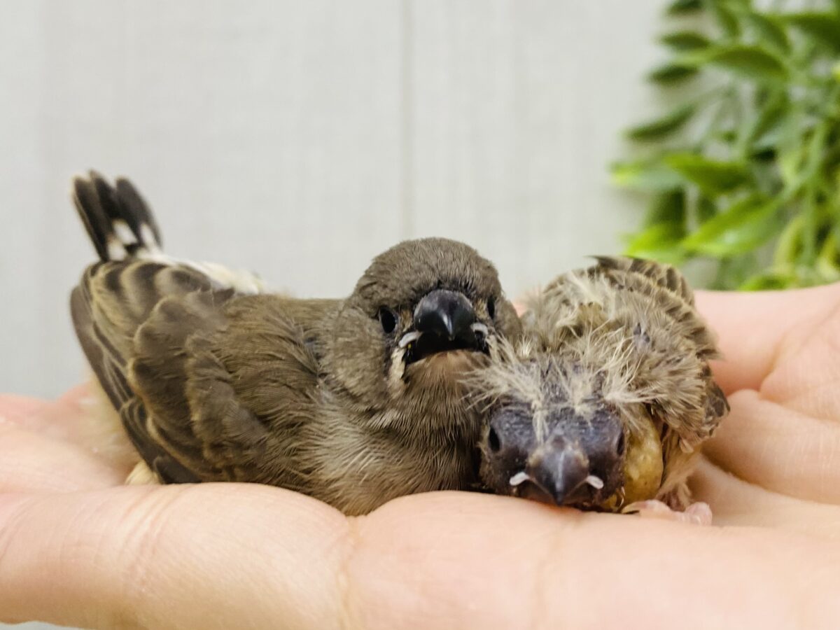 あと１羽❗️もふもふっと成長中🌼キンカ鳥ヒナちゃんず💗