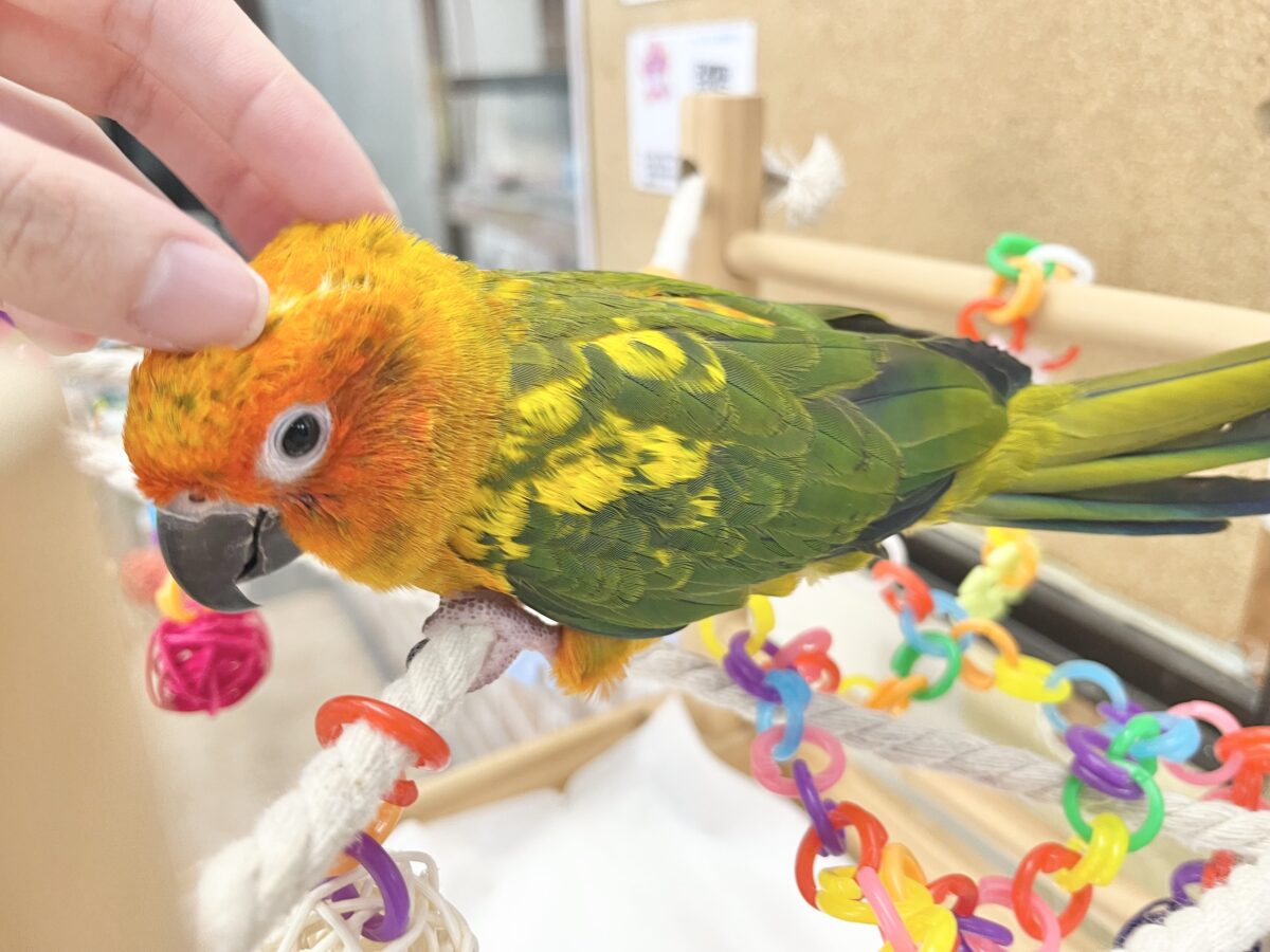 【🆙最新画像あり‼️】べったり甘えん坊ちゃん🦜🧡💛 コガネメキシコインコ コガネメキシコインコ
