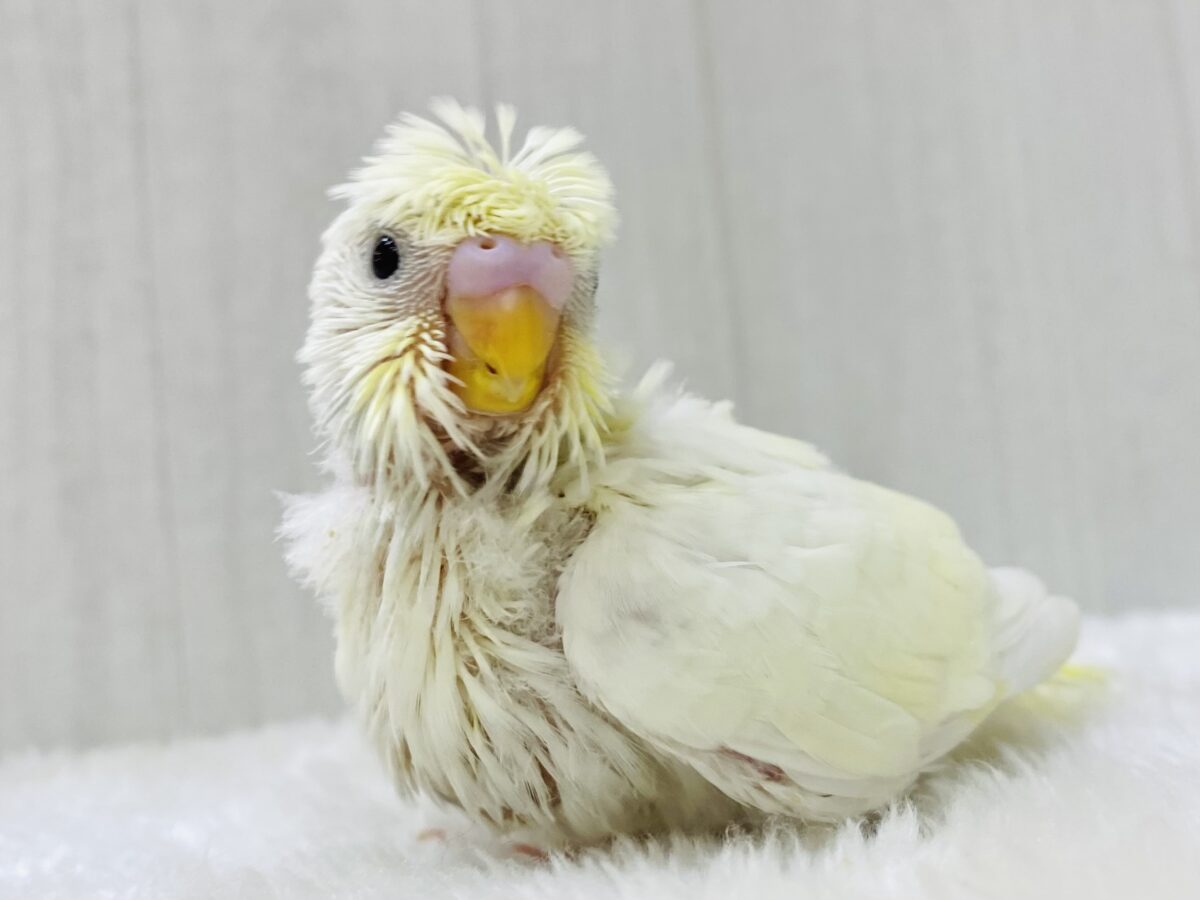 癖っ羽さえも愛おしい💓淡〜いクリーム💛梵天セキセイインコ‼️