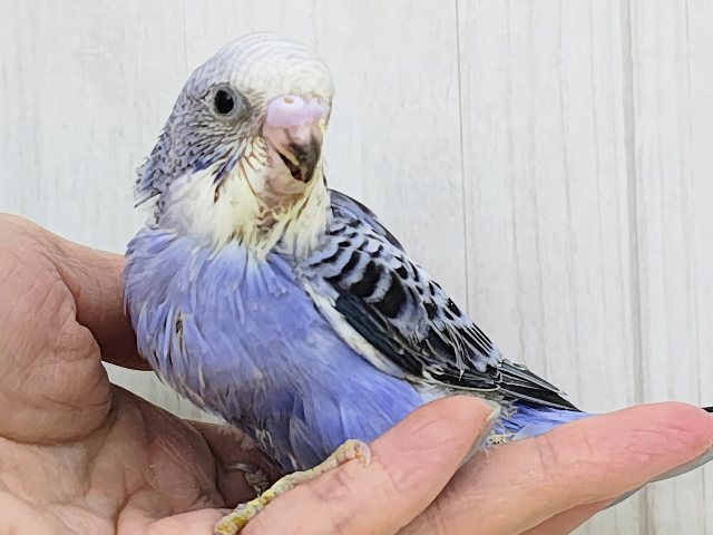 深みのあるブルー系でカッコ可愛く💓‪セキセイインコのヒナ(バイオレットオパーリン)入荷しました❤️