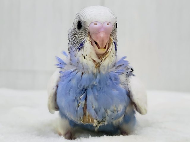 テチテチ💙ペンギンが通りますよ〜🐧✨セキセイインコのヒナ(ブルーパイド)入荷しました❤️