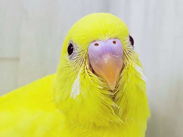 完熟バナナの常夏フルーツ💛セキセイインコのヒナ(ルチノー)入荷しました❤️