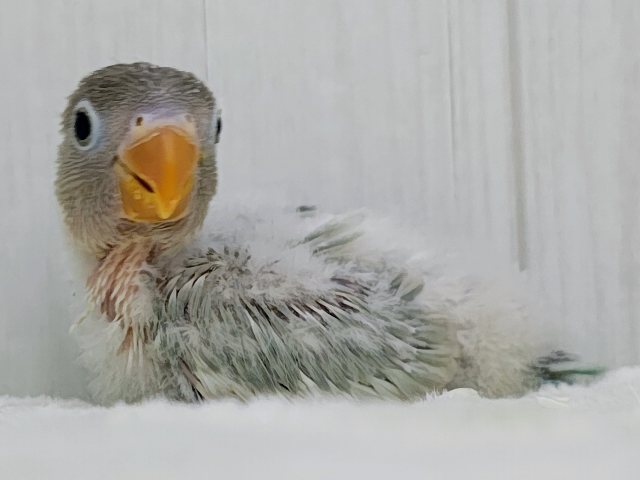 レア‪💕︎︎中々入荷しないですよ〜⚠ボタンインコのヒナ(ホワイト)入荷しました❤️