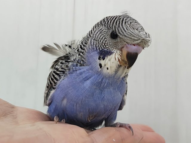 かなりのレアです🫪🫪羽衣セキセイインコのヒナ(ノーマル)入荷しました❤️