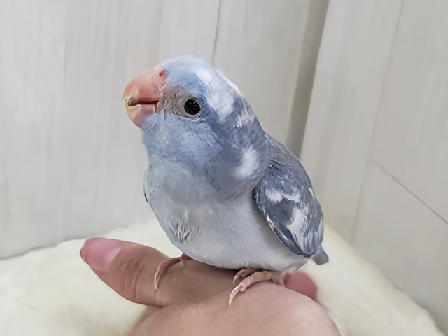 毎日晴れ男🔆｡°カキカキさせてくれます⭕️マメルリハの男の子(ミディアムパリドブルー)入荷しました❤️