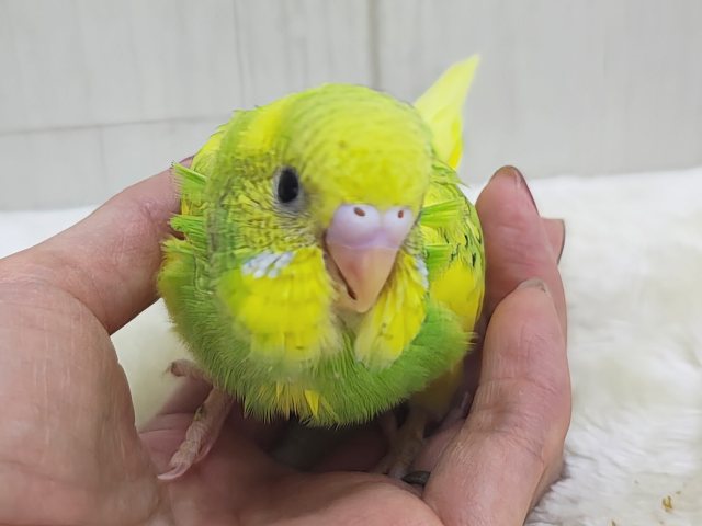 エネルギッシュなビタミンカラー🍋セキセイインコ(グリーンスパングル)入荷しました❤️