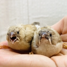 あと１羽⭐️🍡みたらし団子おふたつで〜🧡キンカ鳥フォーンやって来た！！