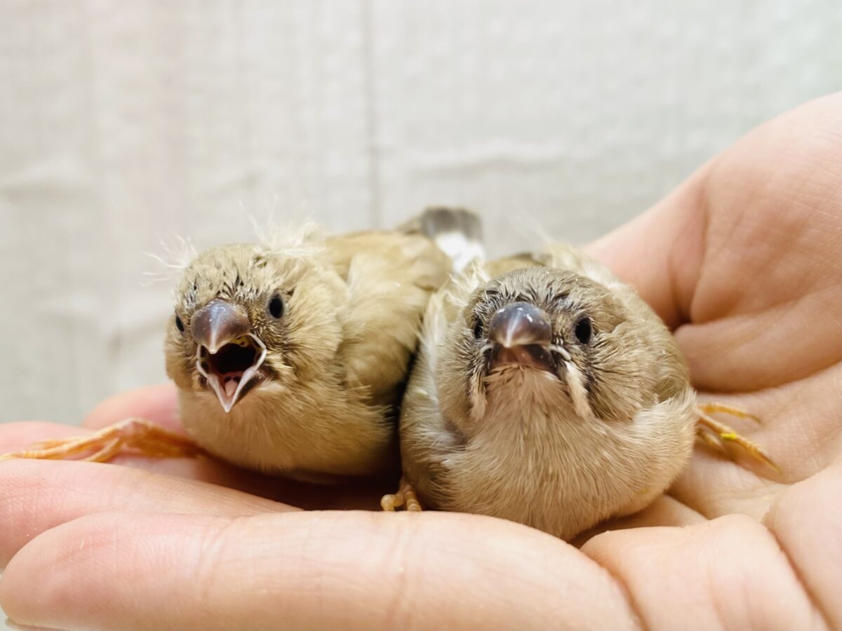 あと１羽⭐️🍡みたらし団子おふたつで〜🧡キンカ鳥フォーンやって来た！！