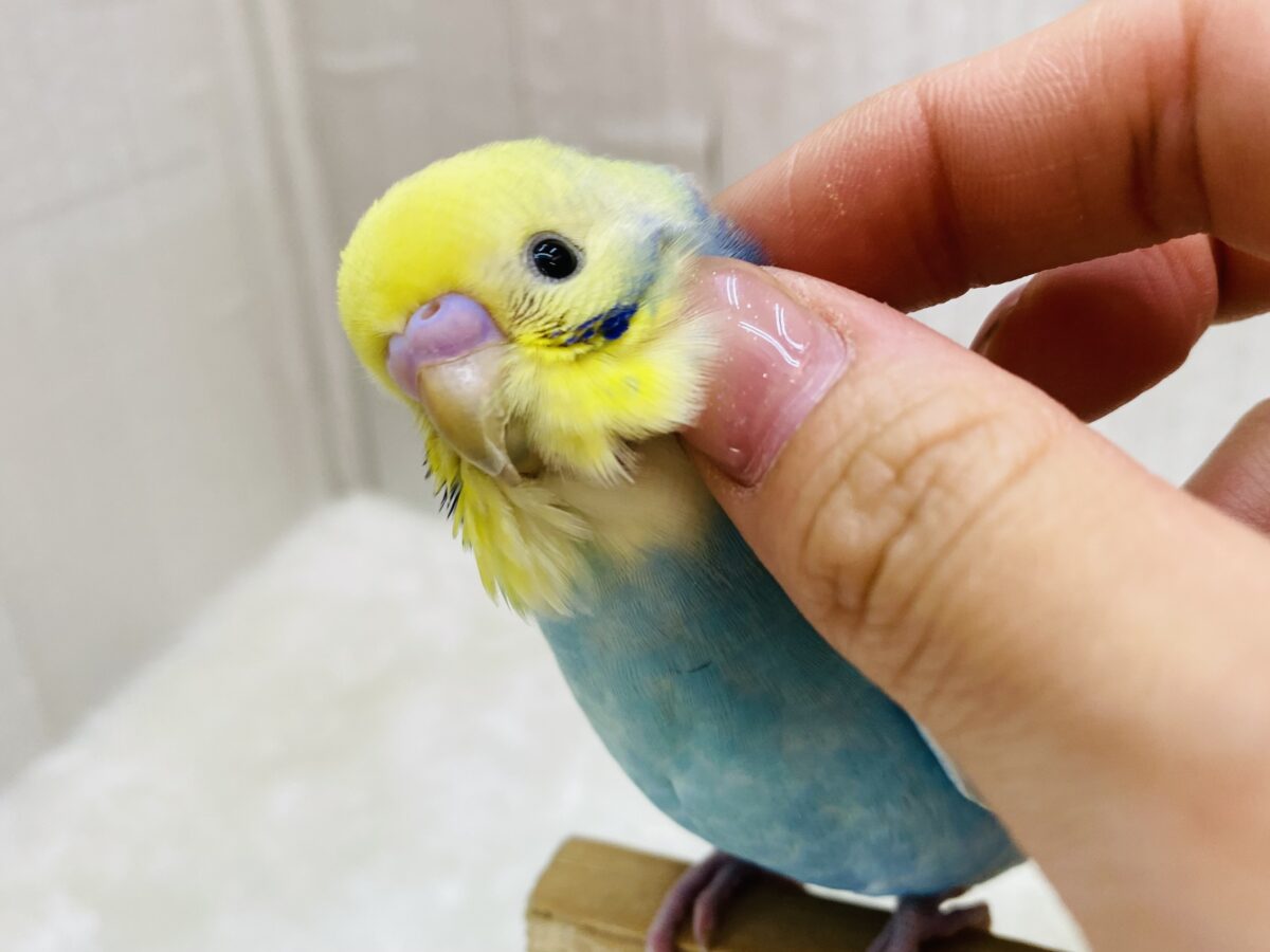 あと一羽⭐️最新画像有ります🌱華やかすぎるパステルちゃん💐💕セキセイインコのパステルレインボーチーム🌈