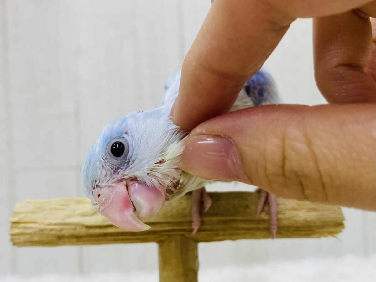 最新画像有ります🫧涼やかカラーなマメルリハヒナさん🩵アメリカンホワイト