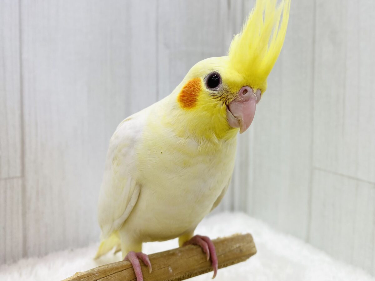 最新画像有ります‼️まるまる❤️癒し担当ですっ🥚💛オカメインコのルチノー❗️