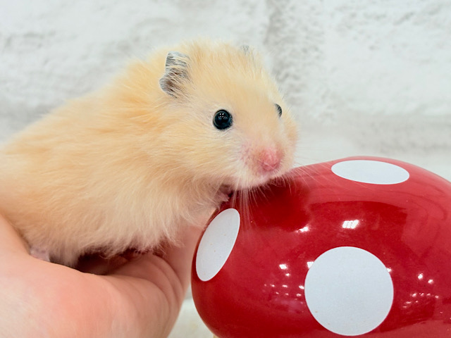 甘々プリティーフェイス🐹💖サテンハムスター(アプリコット) 男の子 甘々プリティーフェイス🐹💖サテンハムスター(アプリコット) 男の子