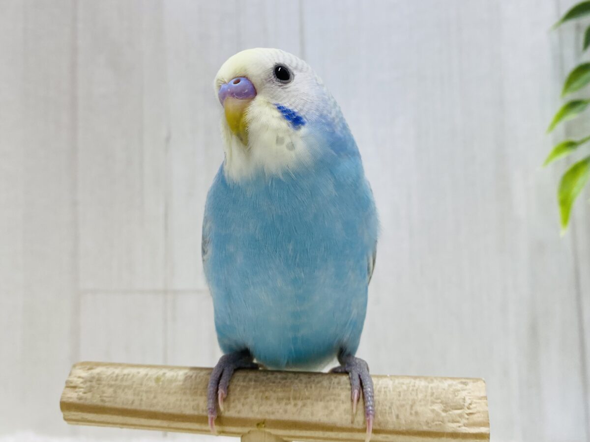 最新画像有ります❗️あと一羽✨みんな違ったパステルレインボー✨どの子がお好み？？セキセイインコ‼️