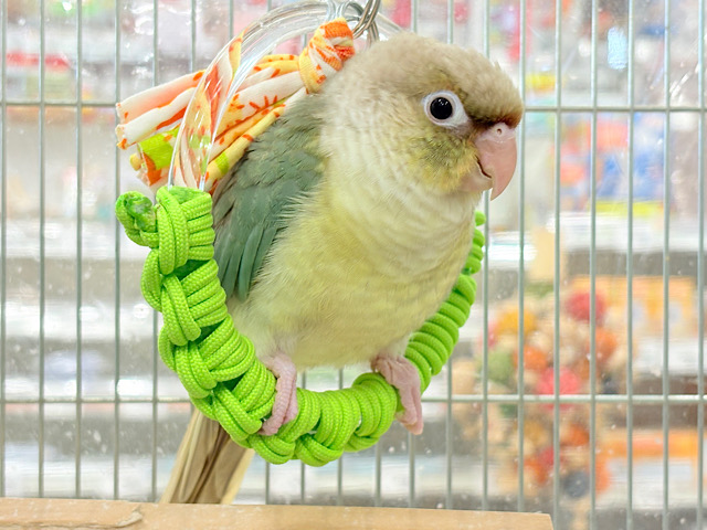 【最新画像更新🪄もうすぐひとり餌☆】おめめくりくり☆ふんわりカラー🫧ウロコインコ(ブルーパイナップル) ヒナ 【最新画像更新🪄もうすぐひとり餌☆】おめめくりくり☆ふんわりカラー🫧ウロコインコ(ブルーパイナップル) ヒナ