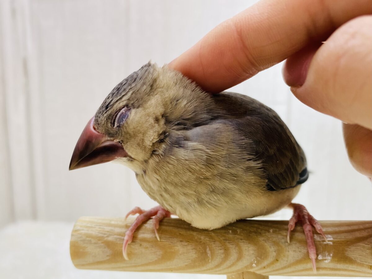 最新画像有ります⭐️小さなカラス⁉️😳いいえ、黒が多めの桜文鳥さん🌸