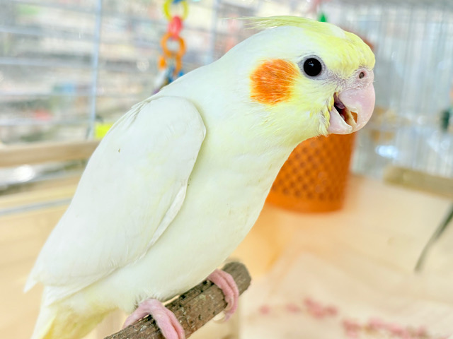 いつまでもヒナ鳴き止まらない☆オカメインコ(ルチノー) ヒナ いつまでもヒナ鳴き止まらない☆オカメインコ(ルチノー) ヒナ