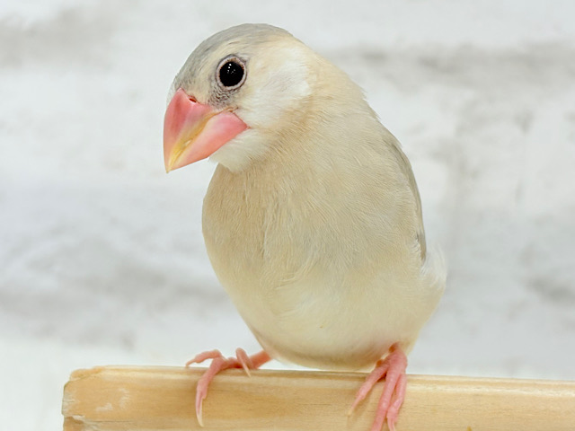 握って!なでて!たくさん甘やかしてね?♥パステル文鳥 握って!なでて!たくさん甘やかしてね?♥パステル文鳥