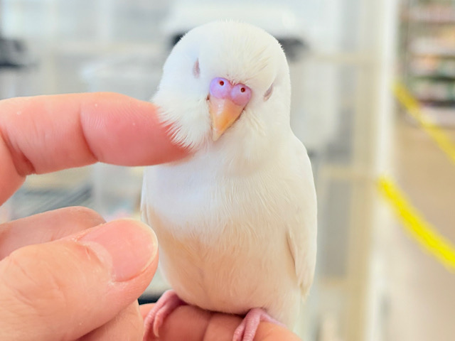 個性的な甘え方に沼っちゃう🐥💖セキセイインコ(アルビノ) 個性的な甘え方に沼っちゃう🐥💖セキセイインコ(アルビノ)