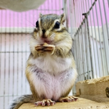 最新画像有ります⭐️ついに…‼️シマリスの季節がやってきました🐿️🌱