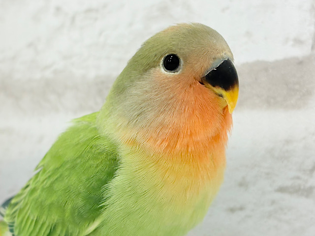 むちっ♡もちっ♡よもぎもち🍡💚コザクラインコ(オパーリン) ヒナ むちっ♡もちっ♡よもぎもち🍡💚コザクラインコ(オパーリン) ヒナ