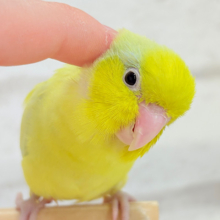 【最新画像・動画更新🪄ひとり餌になりました‪☆】爽やかライム🐣🍋‍🟩マメルリハ(アメリカンイエロー)男の子 ヒナ