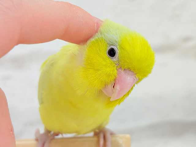 【最新画像・動画更新🪄ひとり餌になりました☆】爽やかライム🐣🍋🟩マメルリハ(アメリカンイエロー)男の子 ヒナ 【最新画像・動画更新🪄ひとり餌になりました☆】爽やかライム🐣🍋🟩マメルリハ(アメリカンイエロー)男の子 ヒナ