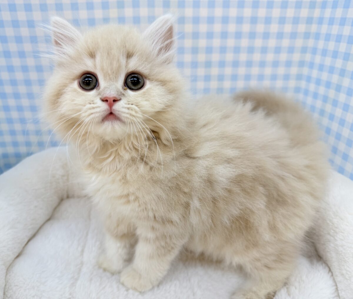 もふもふがすごい！可愛すぎるスコちゃん☺️