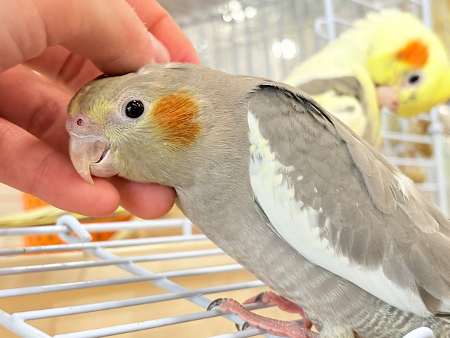 表情から伝わる優しい子♡オカメインコ(ノーマル) 表情から伝わる優しい子♡オカメインコ(ノーマル)