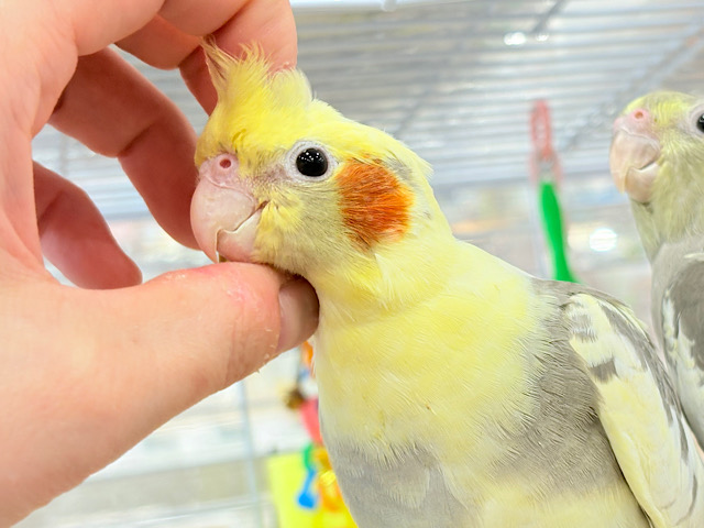 甘えた時の表情が可愛すぎます♡オカメインコ(パイド) 甘えた時の表情が可愛すぎます♡オカメインコ(パイド)