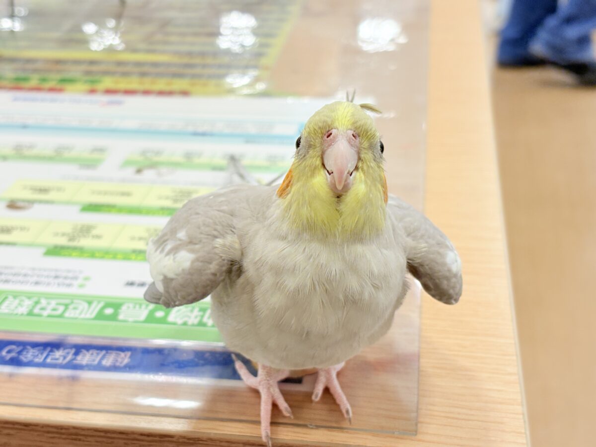 【最新画像更新🪄】甘々🐣💖癒し系シナモンちゃん🫧オカメインコ(シナモン) オカメインコ