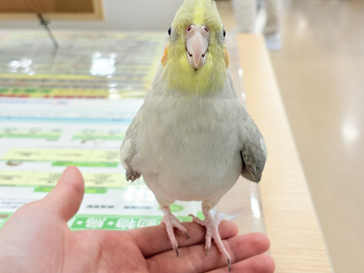 【最新画像更新🪄】甘々🐣💖癒し系シナモンちゃん🫧オカメインコ(シナモン) オカメインコ