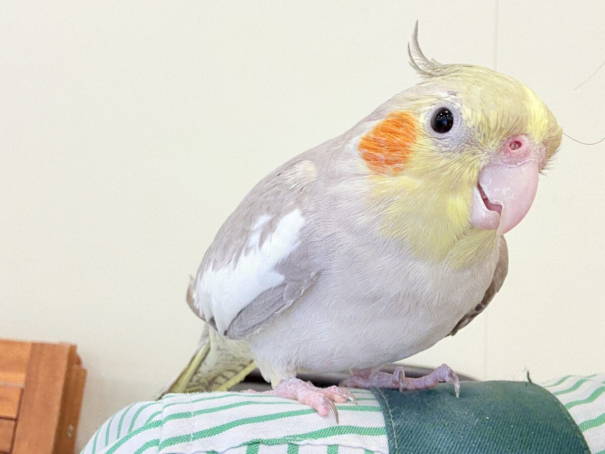 【最新画像更新🪄】甘々🐣💖癒し系シナモンちゃん🫧オカメインコ(シナモン) オカメインコ