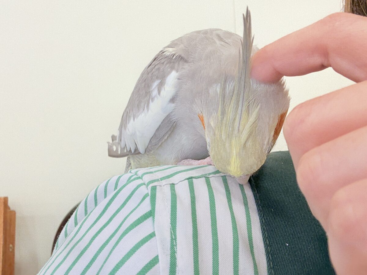 【最新画像更新🪄】甘々🐣💖癒し系シナモンちゃん🫧オカメインコ(シナモン) オカメインコ