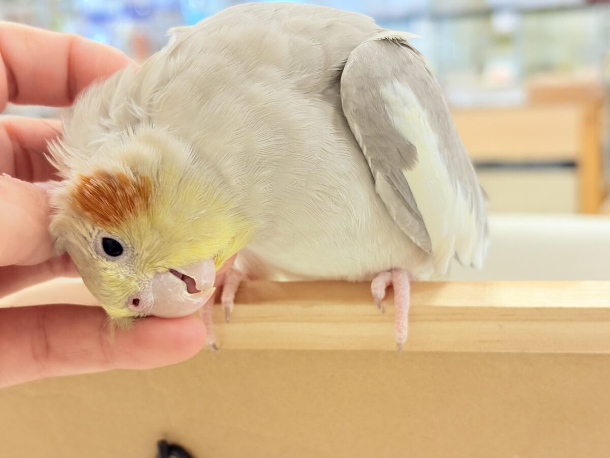 【最新画像更新🪄】甘々🐣💖癒し系シナモンちゃん🫧オカメインコ(シナモン) オカメインコ
