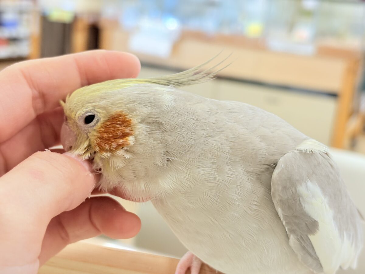 【最新画像更新🪄】甘々🐣💖癒し系シナモンちゃん🫧オカメインコ(シナモン) オカメインコ