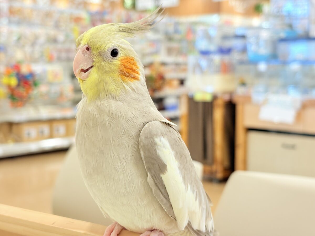 【最新画像更新🪄】甘々🐣💖癒し系シナモンちゃん🫧オカメインコ(シナモン) オカメインコ