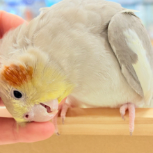 【最新画像更新🪄】甘々🐣💖癒し系シナモンちゃん🫧オカメインコ(シナモン)