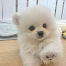 ロックオンしたら離さないよっ♥ポメラニアンくん！