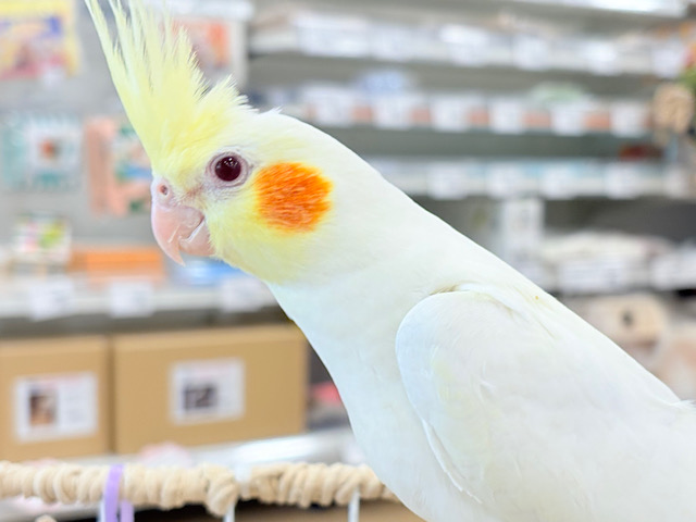 もっちもちBIG BODY♡♥♡オカメインコ(ルチノー) もっちもちBIG BODY♡♥♡オカメインコ(ルチノー)
